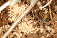 DSC09315.JPG (788.58 KiB) 14967-mal betrachtet DSC09315.JPG