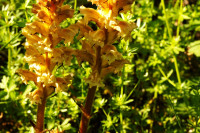 DSC09331.JPG (535 KiB) 15010-mal betrachtet DSC09331.JPG