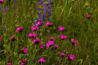 DSC09448.JPG (505.55 KiB) 15919-mal betrachtet DSC09448.JPG