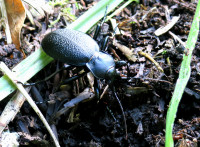 Carab.cor._097.jpg (950.35 KiB) 119055-mal betrachtet Carab.cor._097.jpg