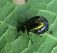 Gastrophysa.virid._100.jpg (323.94 KiB) 120191-mal betrachtet Gastrophysa.virid._100.jpg