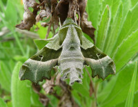 1280px-Proserpinus_proserpina,_Livorno.jpeg (277.1 KiB) 82969-mal betrachtet 1280px-Proserpinus_proserpina,_Livorno.jpeg