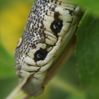 IMG_20200727_002841.jpg (932.77 KiB) 83800-mal betrachtet IMG_20200727_002841.jpg