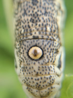 IMG_20200727_002613.jpg (873.27 KiB) 84779-mal betrachtet IMG_20200727_002613.jpg