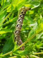 IMG_20200727_002637.jpg (853.17 KiB) 84785-mal betrachtet IMG_20200727_002637.jpg