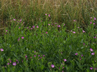 IMG_20200727_002916.jpg (906.84 KiB) 84231-mal betrachtet IMG_20200727_002916.jpg