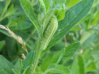 IMG_20200727_002714.jpg (453.83 KiB) 84226-mal betrachtet IMG_20200727_002714.jpg