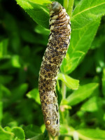 IMG_20200727_004516.jpg (868.38 KiB) 84785-mal betrachtet IMG_20200727_004516.jpg