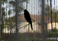 1-Phan.-nana_209.jpg (772.64 KiB) 108275-mal betrachtet 1-Phan.-nana_209.jpg