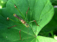 3-Leptoph.punct.-Mä._221.jpg (940.12 KiB) 109607-mal betrachtet 3-Leptoph.punct.-Mä._221.jpg