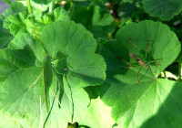 4-Ph.-u.Lept._3220.jpg (958.72 KiB) 109605-mal betrachtet 4-Ph.-u.Lept._3220.jpg