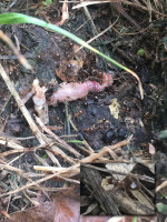 IMG_2497s.JPG (662.48 KiB) 299655-mal betrachtet IMG_2497s.JPG