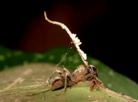 Ophiocordyceps-mit-Hyperpar.jpg