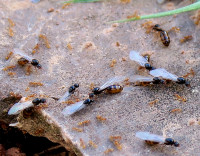 S.Fug.m.Arb._276.jpg (972.35 KiB) 71966-mal betrachtet S.Fug.m.Arb._276.jpg