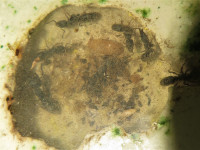 202031031 Ectomomyrmex astutus.JPG (1.59 MiB) 17447-mal betrachtet 202031031 Ectomomyrmex astutus.JPG