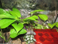 Ectomomyrmex Anlage.JPG (1.5 MiB) 17443-mal betrachtet Ectomomyrmex Anlage.JPG