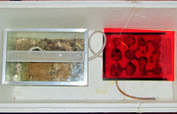 Überwinterung Formicarium und Nest in der Winterbox.JPG