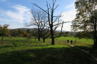 Alte-Bäume_312.jpg (864.48 KiB) 97231-mal betrachtet Alte-Bäume_312.jpg