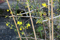 Winterjasmin_314.jpg (929.88 KiB) 96815-mal betrachtet Winterjasmin_314.jpg