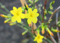 Winterjasmin_317.jpg (732.44 KiB) 97212-mal betrachtet Winterjasmin_317.jpg