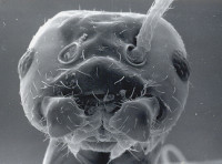 Plagiolepis sp.jpg (189.52 KiB) 129360-mal betrachtet Plagiolepis sp.jpg