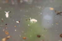 5 Springschwänze schwimmen an der Wasseroberfläche.JPG