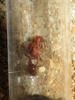 20210115 Pogonomyrmex barbatus Gründung gescheitert.jpg