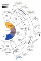 Trophallaxis-Typen.jpg