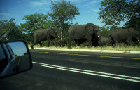 5-Elef.2-422.jpg (941.83 KiB) 94209-mal betrachtet 5-Elef.2-422.jpg