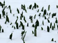 3-Tulpen_3427.jpg (254.29 KiB) 96380-mal betrachtet 3-Tulpen_3427.jpg