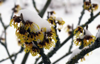 4-Zaubernuss_3432.jpg (548.35 KiB) 96356-mal betrachtet 4-Zaubernuss_3432.jpg