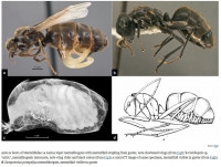 Mermithidae-Fig.1.jpg