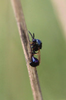 IMG_7823 AP.JPG (533.35 KiB) 88234-mal betrachtet IMG_7823 AP.JPG