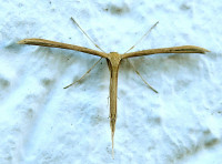 1-Federgeist._593.jpg (926.93 KiB) 96115-mal betrachtet 1-Federgeist._593.jpg