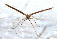 2-Federg.steh._595.jpg (534.35 KiB) 97300-mal betrachtet 2-Federg.steh._595.jpg