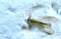 3-Florfliege_596.jpg (861.07 KiB) 96396-mal betrachtet 3-Florfliege_596.jpg