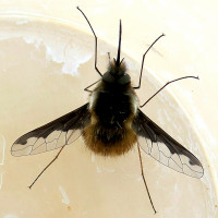 1-Bombylius_628.jpg