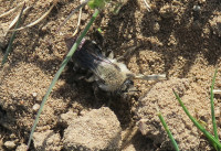 Andrena-vaga_739.jpg