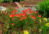 6-Tulpen-Gglicht_755.jpg