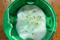 G-L.br.Köder_3793.jpg (341.34 KiB) 366383-mal betrachtet G-L.br.Köder_3793.jpg