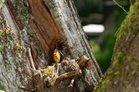 DSC03692.JPG (575.98 KiB) 10714-mal betrachtet DSC03692.JPG