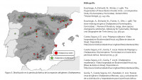Chalepox. Spain.jpg