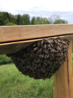 Bienen Schwarmfänger.jpg