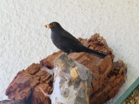 Amsel auf Nisthilfe.JPG