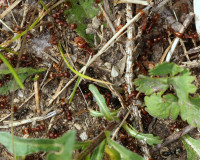 DSC05393a.JPG (1.76 MiB) 115824-mal betrachtet DSC05393a.JPG