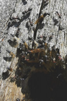 IMG_20210706_152250 Ameisenportal.JPG (773.8 KiB) 77297-mal betrachtet IMG_20210706_152250 Ameisenportal.JPG