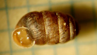 Pupilla-musc-SD530150.jpg