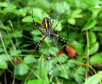 1-Argiope-im-Netz-ventr._131.jpg