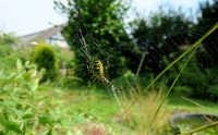 3-Argiope-im-Netz_145.jpg