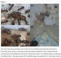 (1)Pol.lamellid.Fig.2.jpg (138.43 KiB) 151751-mal betrachtet (1)Pol.lamellid.Fig.2.jpg
